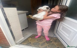 Mixed Breed rabbits for sale: American rabbit - Image 2