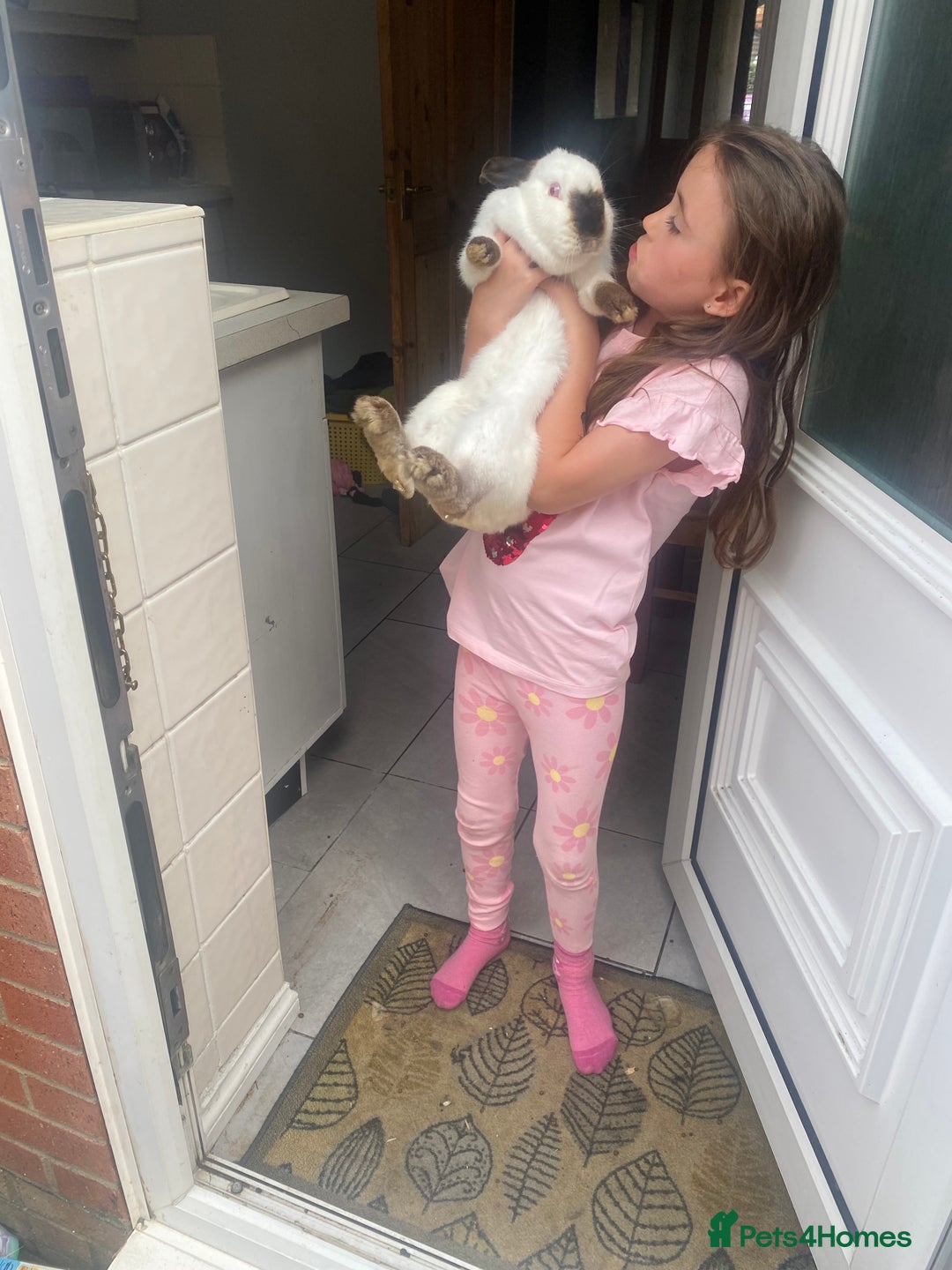 Mixed Breed rabbits for sale: American rabbit - Image 2