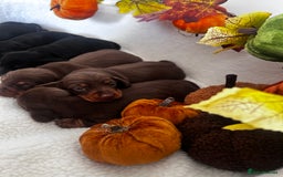 Miniature Dachshund dogs for sale: Miniature Smooth Dachshund Puppies  - Image 13