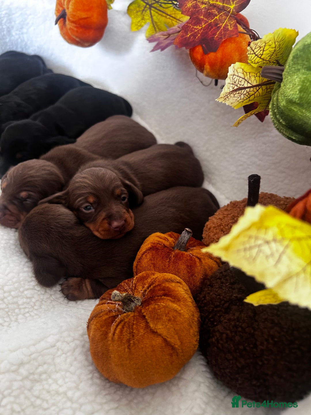 Miniature Dachshund dogs for sale: Miniature Smooth Dachshund Puppies  - Image 13