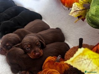 Miniature Dachshund dogs - Advert 15