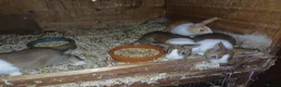 Dutch rabbits for sale: Dutch in brown grey and yellow in Newark - Advert 1