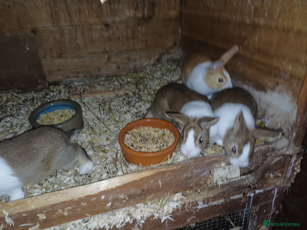 Dutch rabbits for sale: Dutch in brown grey and yellow in Newark - Advert 1