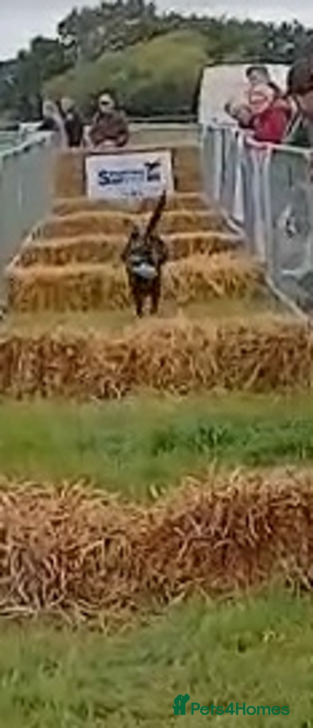 Labrador Retriever dogs for stud: KC Registered working Lab Stud – Proven – Smokie - Advert 17