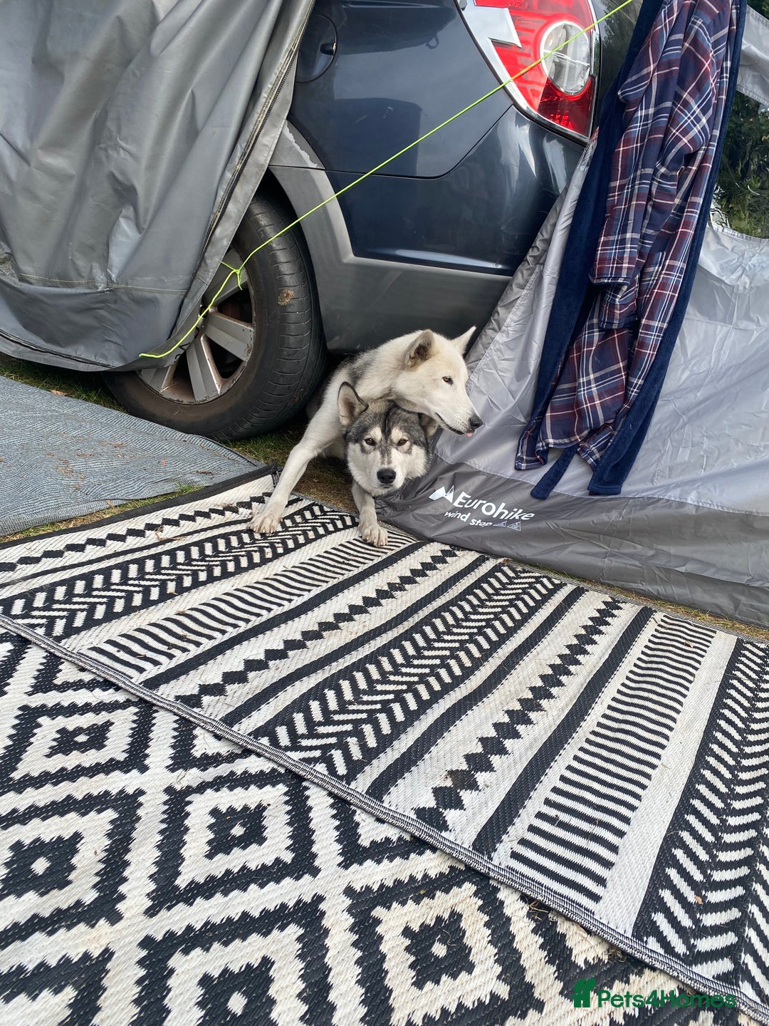 Utonagan dogs for sale: Husky/ malamute pups  - Image 5