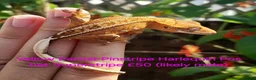 Gecko reptiles for sale: Various Crested Geckos for sale  - Advert 1