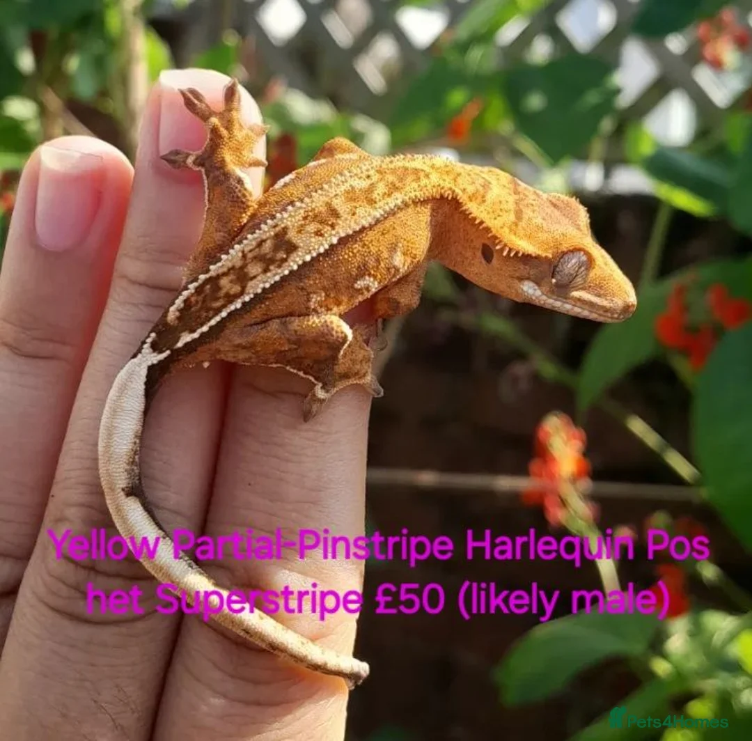 Gecko reptiles for sale: Various Crested Geckos for sale  - Advert 1