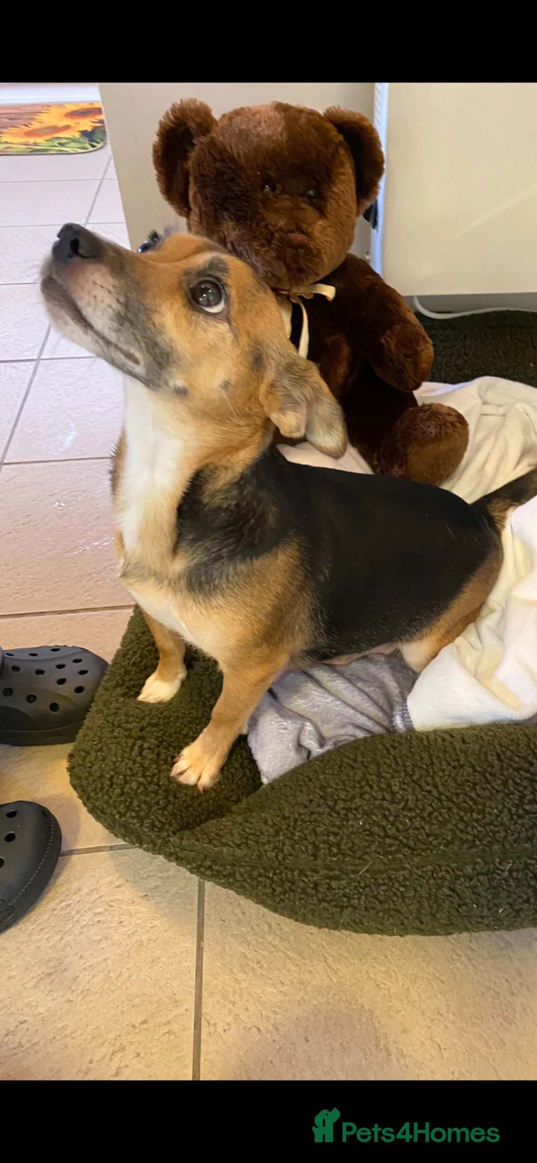 Jack Russell dogs for sale: Jack Russell terrier female for sale - Advert 2