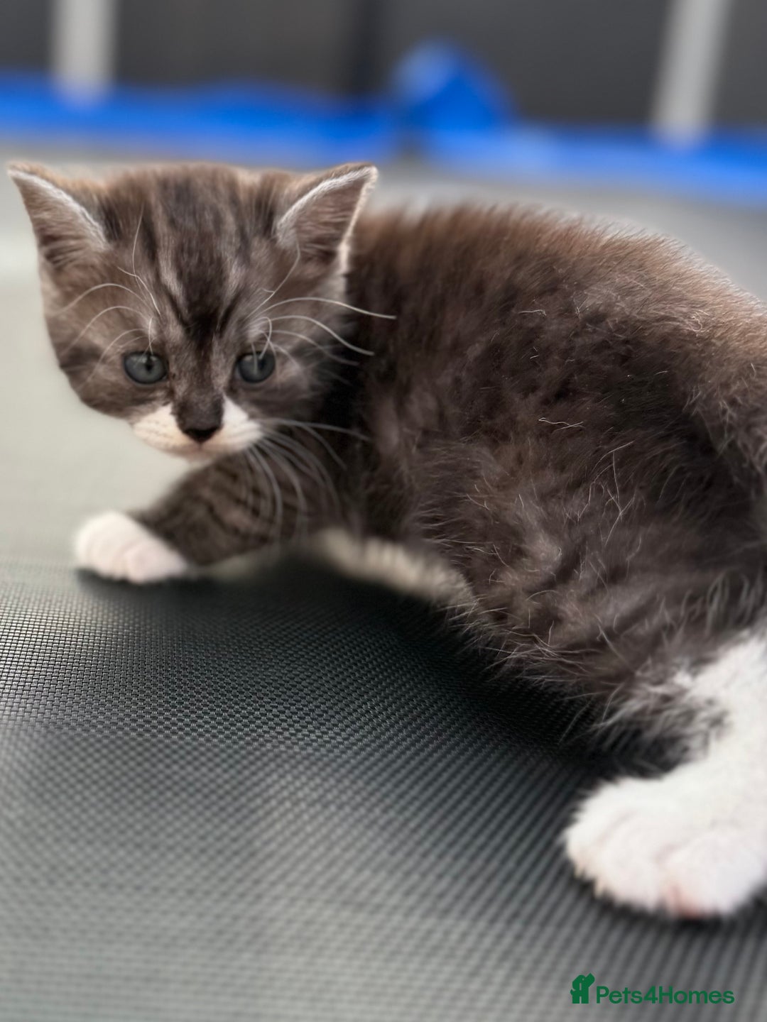 British Shorthair cats for sale: BSH KITTENS - Image 3