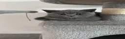 British Shorthair cats for sale: 🧸Chunky British Shorthair Kittens🧸 - Advert 12