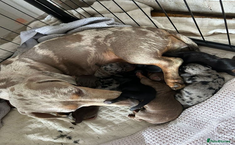 Miniature Dachshund dogs - Advert 1