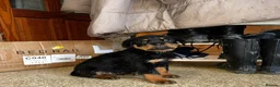 Rottweiler dogs for sale: Elegant chunky big bones in Kilmarnock - Advert 4