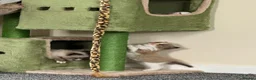 Ragdoll cats for sale: Beautiful coloured ragdolls kittens  in Romney Marsh - Advert 1