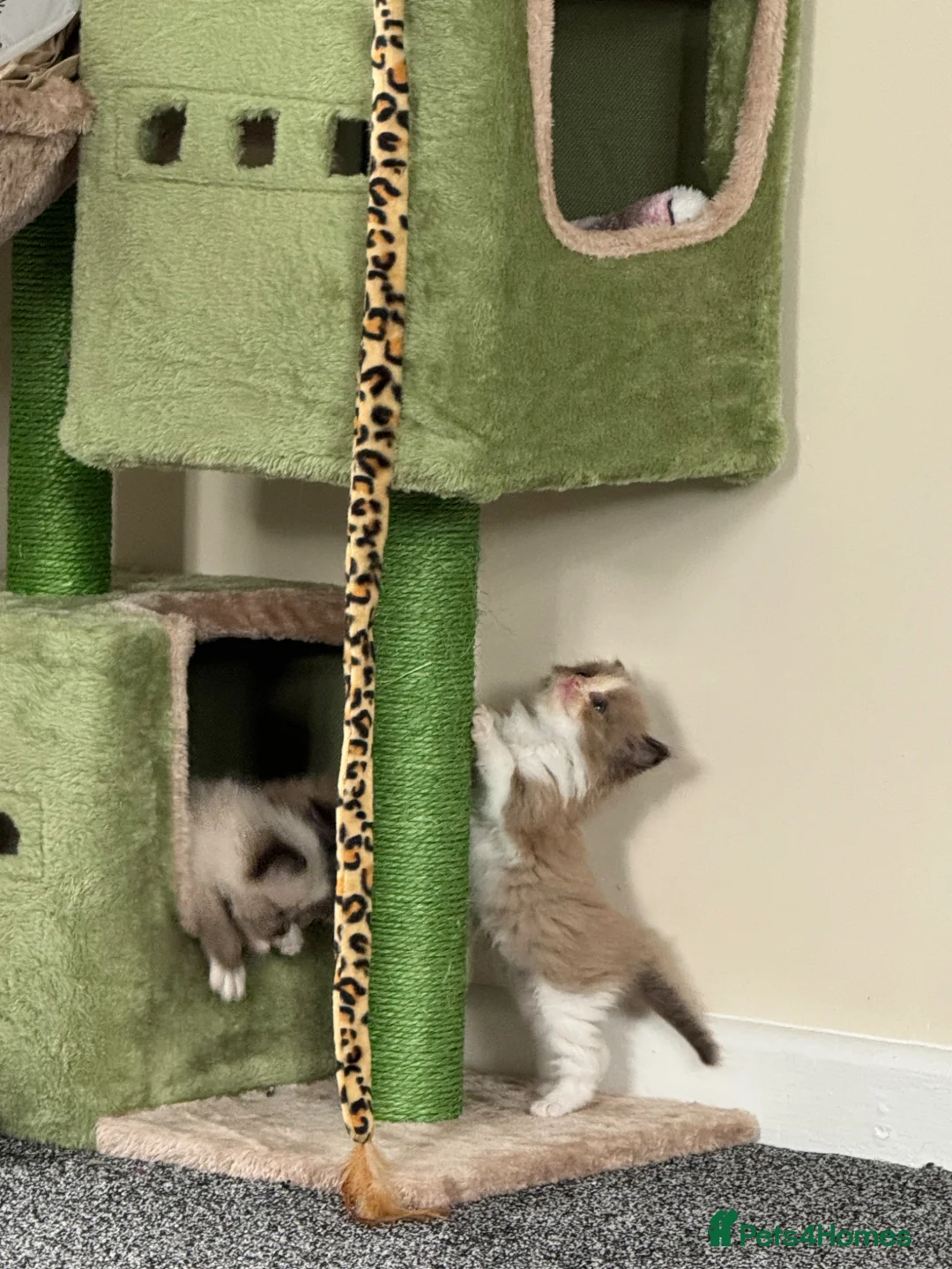 Ragdoll cats for sale: Beautiful coloured ragdolls kittens  in Romney Marsh - Advert 1