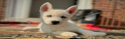 Siberian Husky dogs for sale: Beautiful puppies  - Advert 25