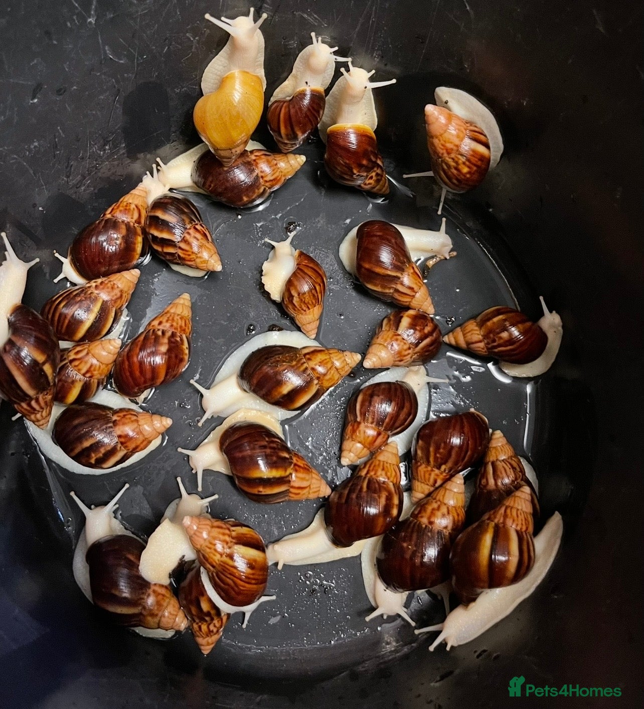 Snails invertebrates Giant African land snails  - Advert 1