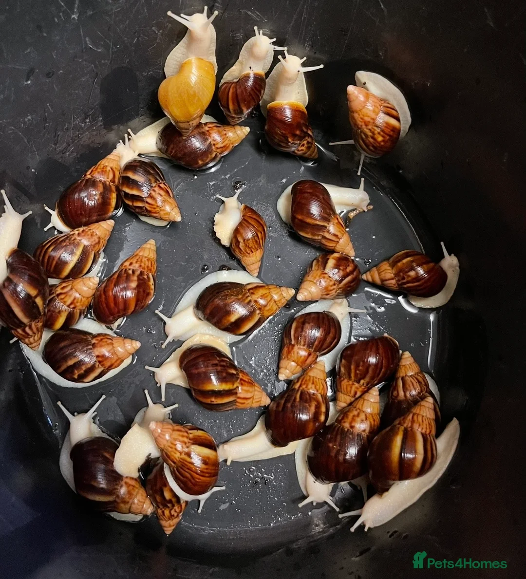 Snails invertebrates for sale: Giant African land snails  in Christchurch - Advert 1