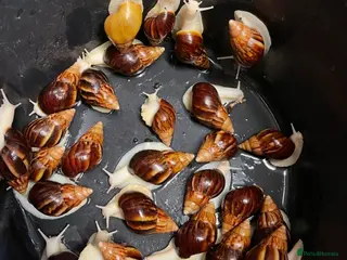 Snails invertebrates Giant African land snails - Advert 1