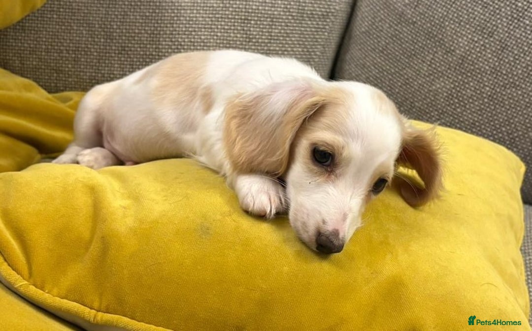 Miniature Dachshund dogs for sale: ** 1 LITTLE BOY LEFT **Longhaired dachshund pups  - Advert 9