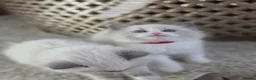Ragdoll cats for sale: Zamir Ragdoll Family - Advert 9