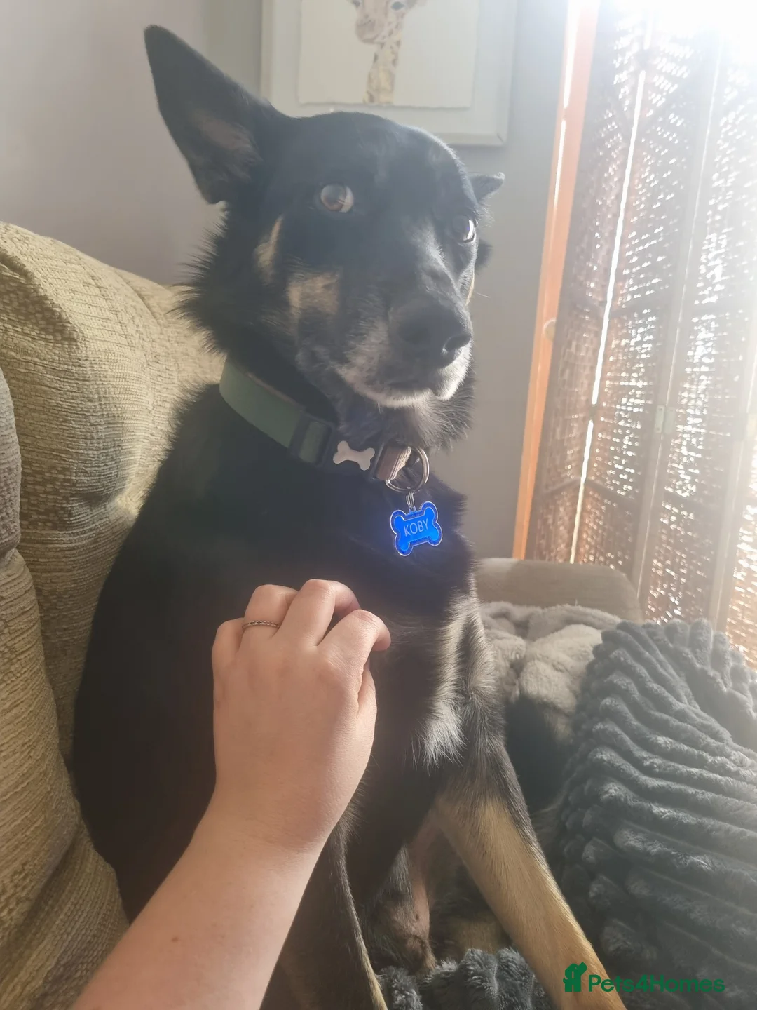Welsh Collie dogs for sale: Welsh sheepdog (collie)  - Advert 2