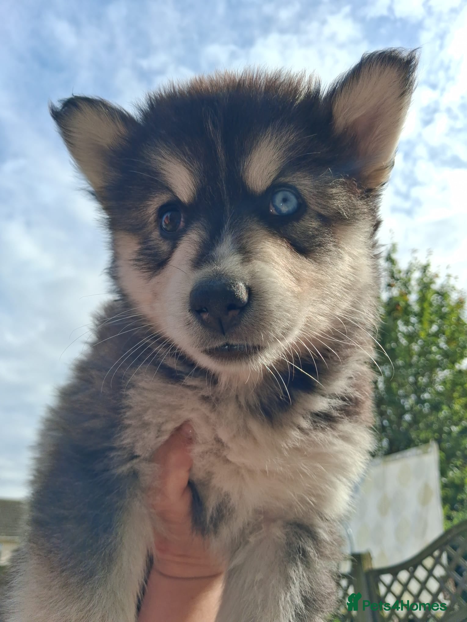 Pomsky dogs BEAUTIFUL pomsky puppies ready to leave next week - Advert 10