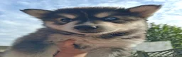 Pomsky dogs for sale: ❤️ G E O R G E O U S POMSKY PUPPIES READY TODAY ❤️ - Advert 22
