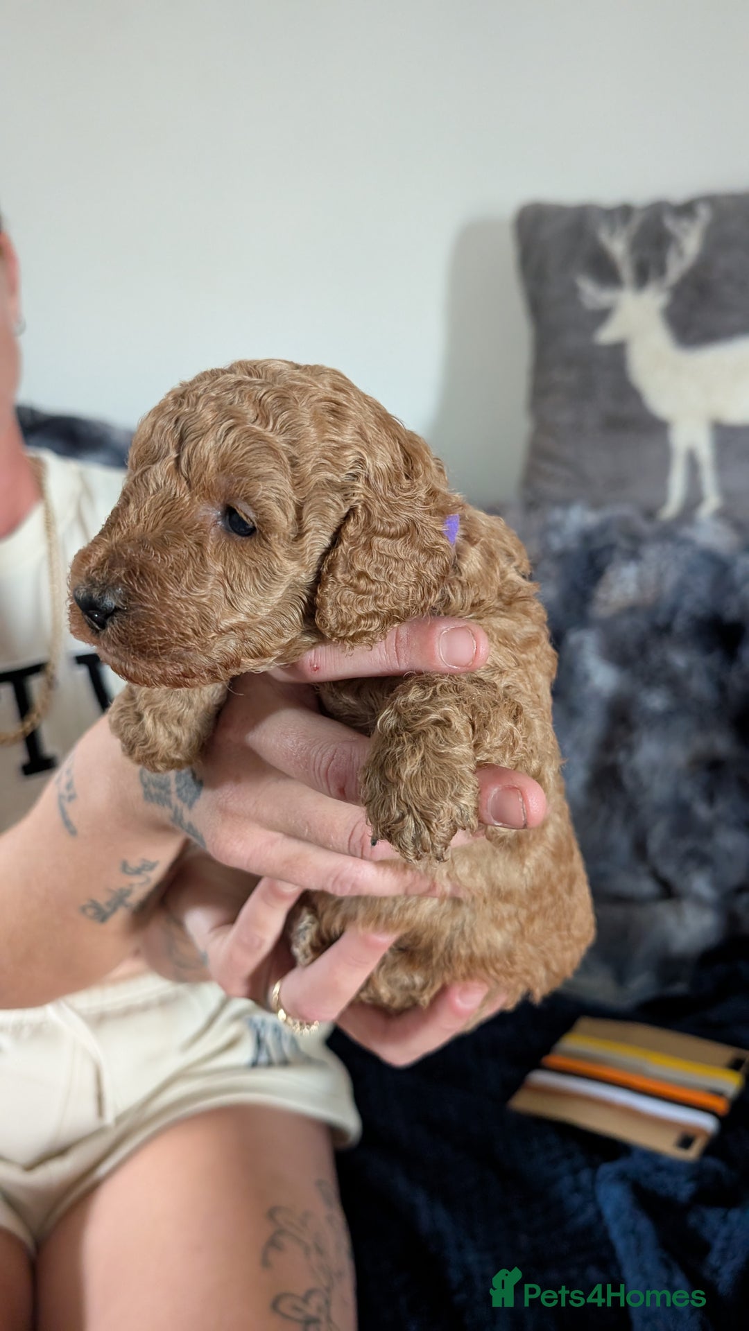 Cavapoo dogs for sale: Beautiful Cavapoo X toy poodle puppies  - Image 14