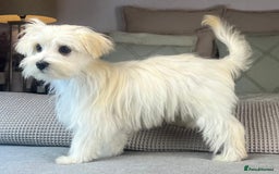Maltese dogs for sale: Perfect, sweet, petite and handsome young man  - Image 8