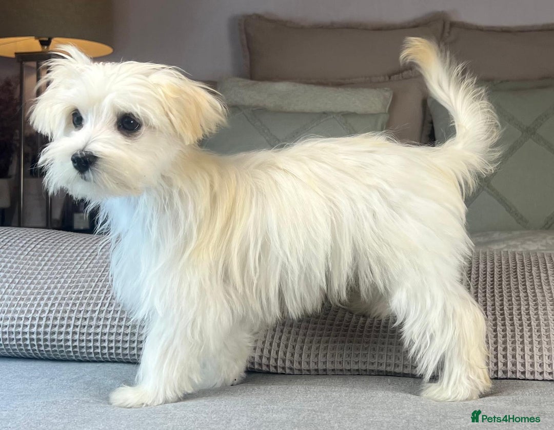 Maltese dogs for sale: Perfect, sweet, petite and handsome young man  - Image 8