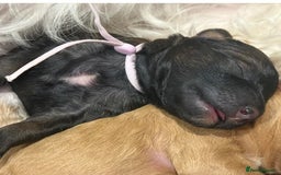 Bernedoodle dogs for sale: Miniature F1bs Bernedoodle  - Image 21