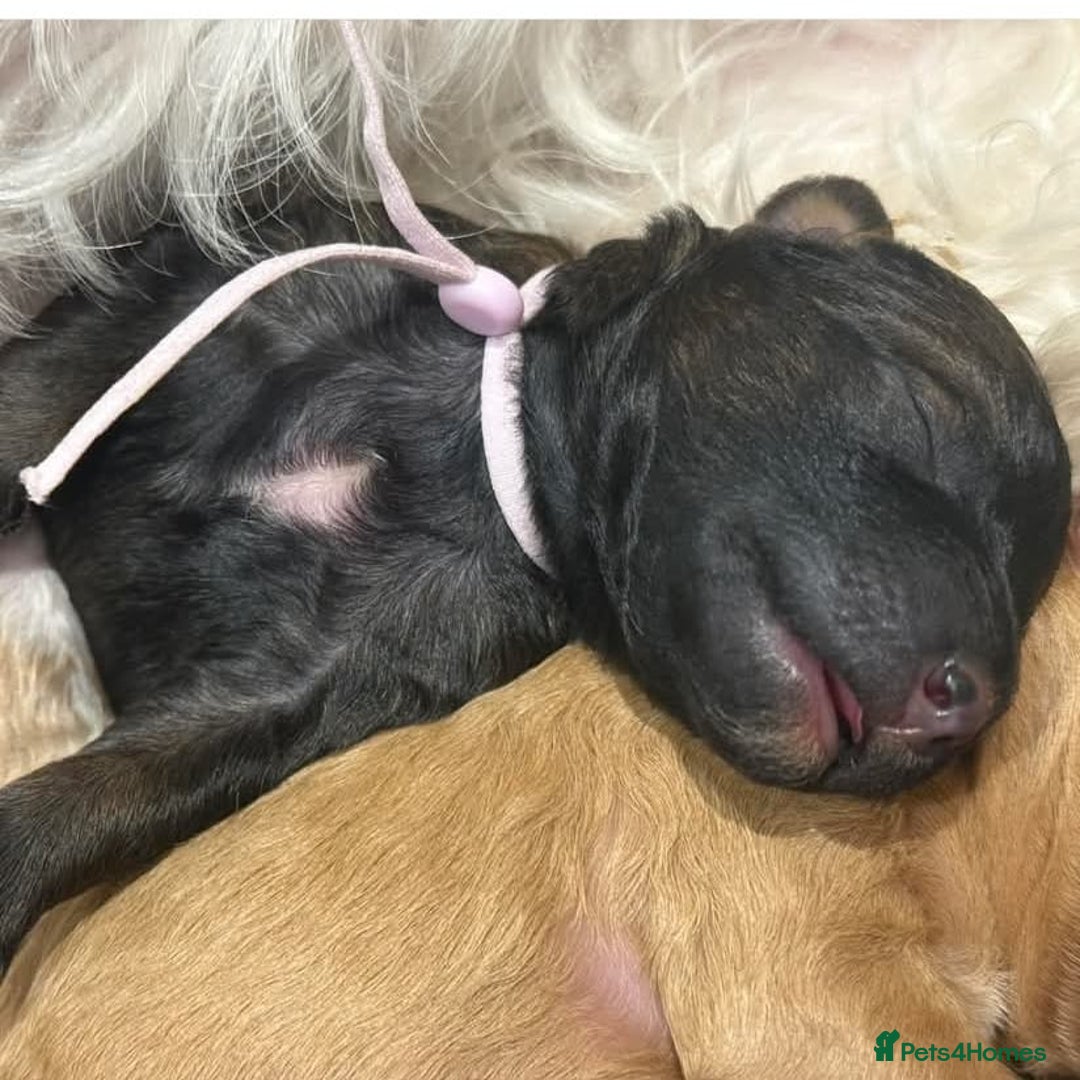 Bernedoodle dogs for sale: Miniature F1bs Bernedoodle  - Image 21