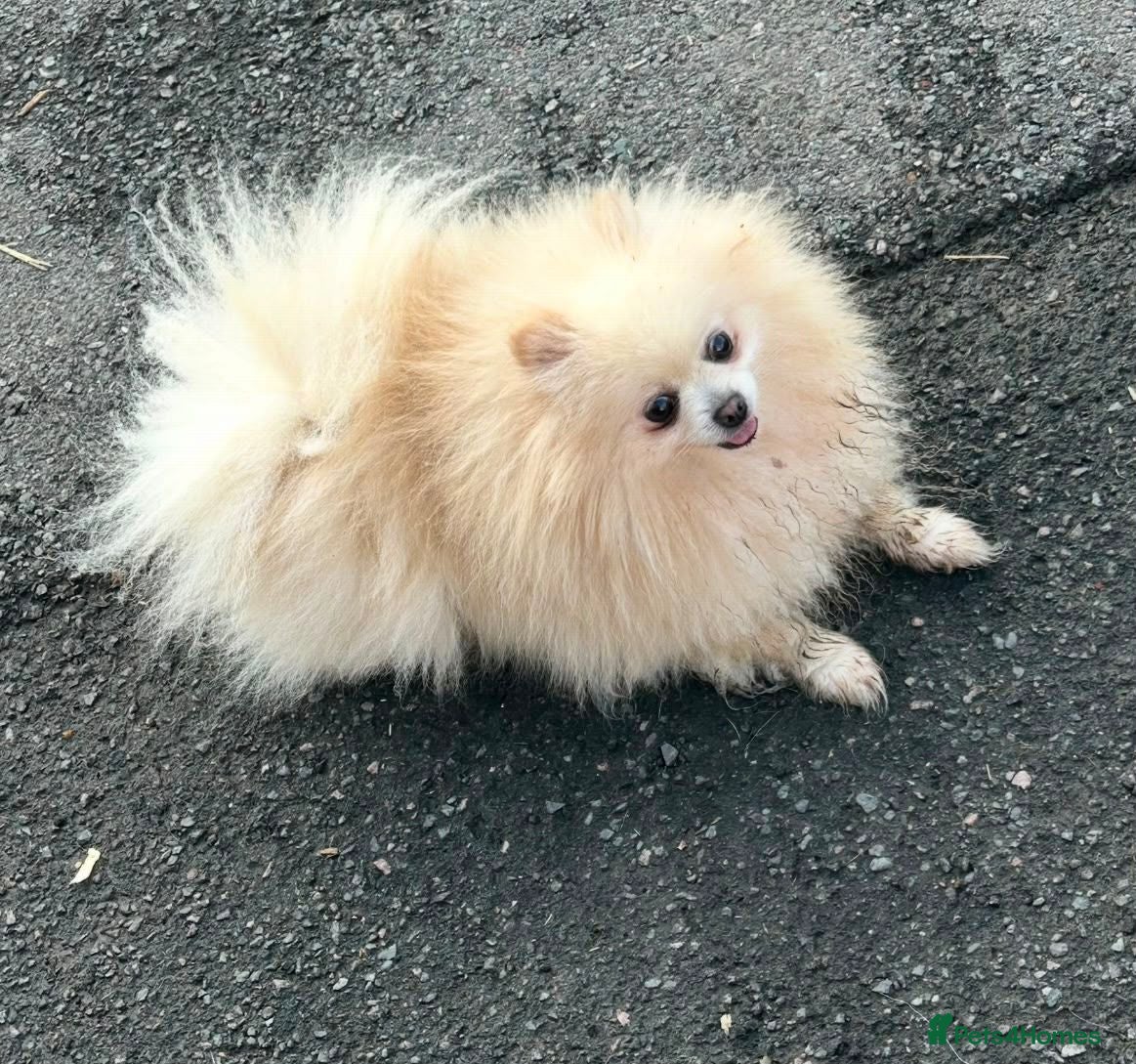 Pomeranian dogs Beautiful Pomeranian Girl Puppy - Advert 3