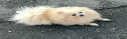 Pomeranian dogs for sale: Beautiful Pomeranian Girl Puppy in London - Advert 1