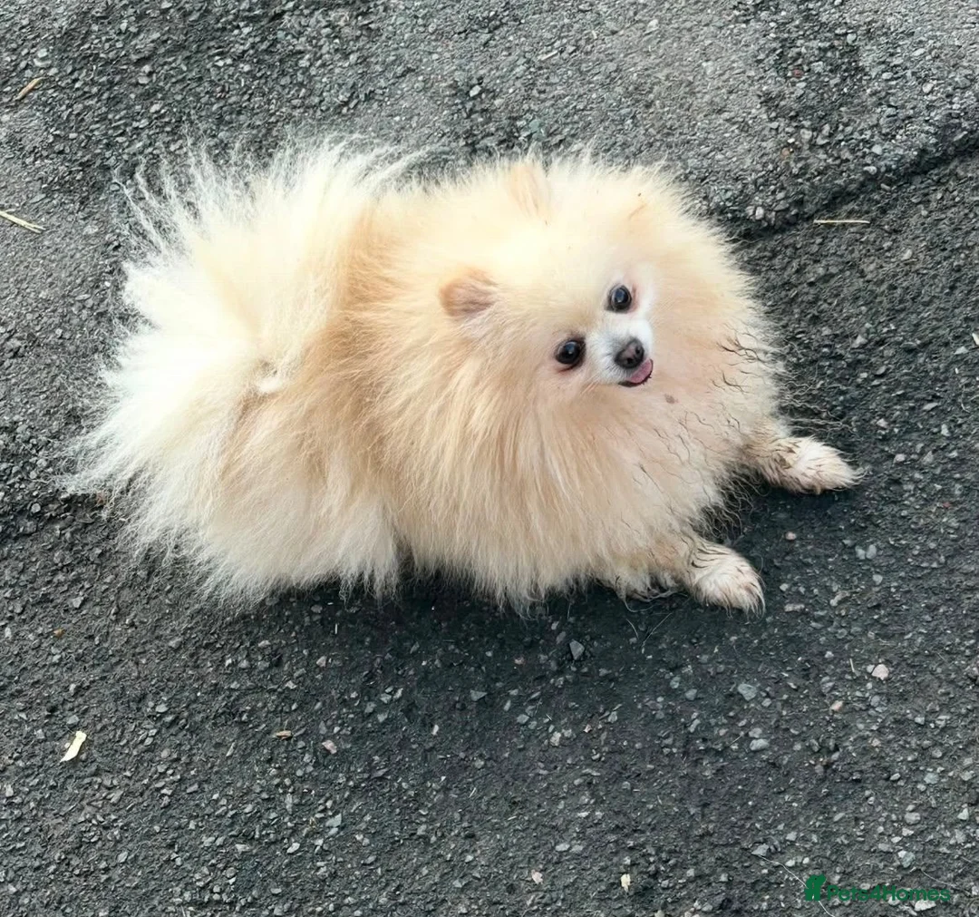 Pomeranian dogs for sale: Beautiful Pomeranian Girl Puppy in London - Advert 1