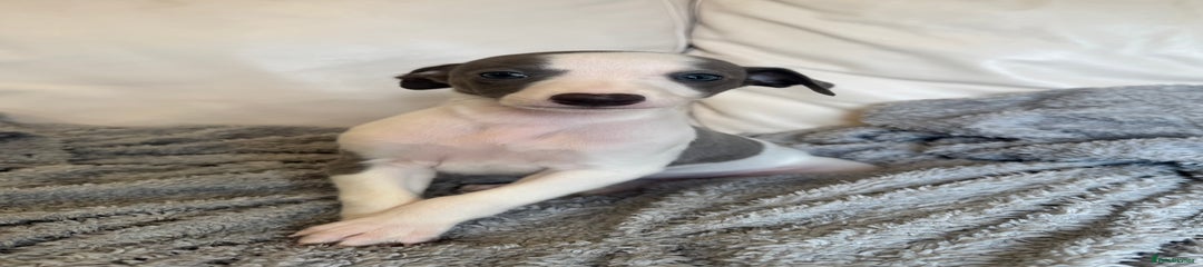 Whippet Puppy 2