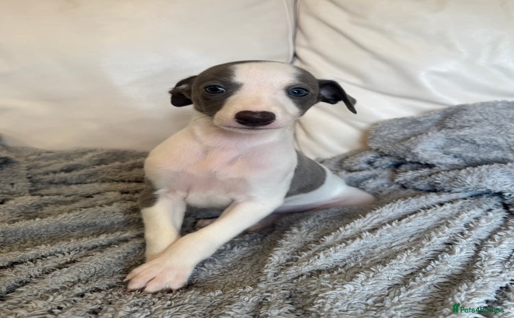 Whippet dogs - Advert 2