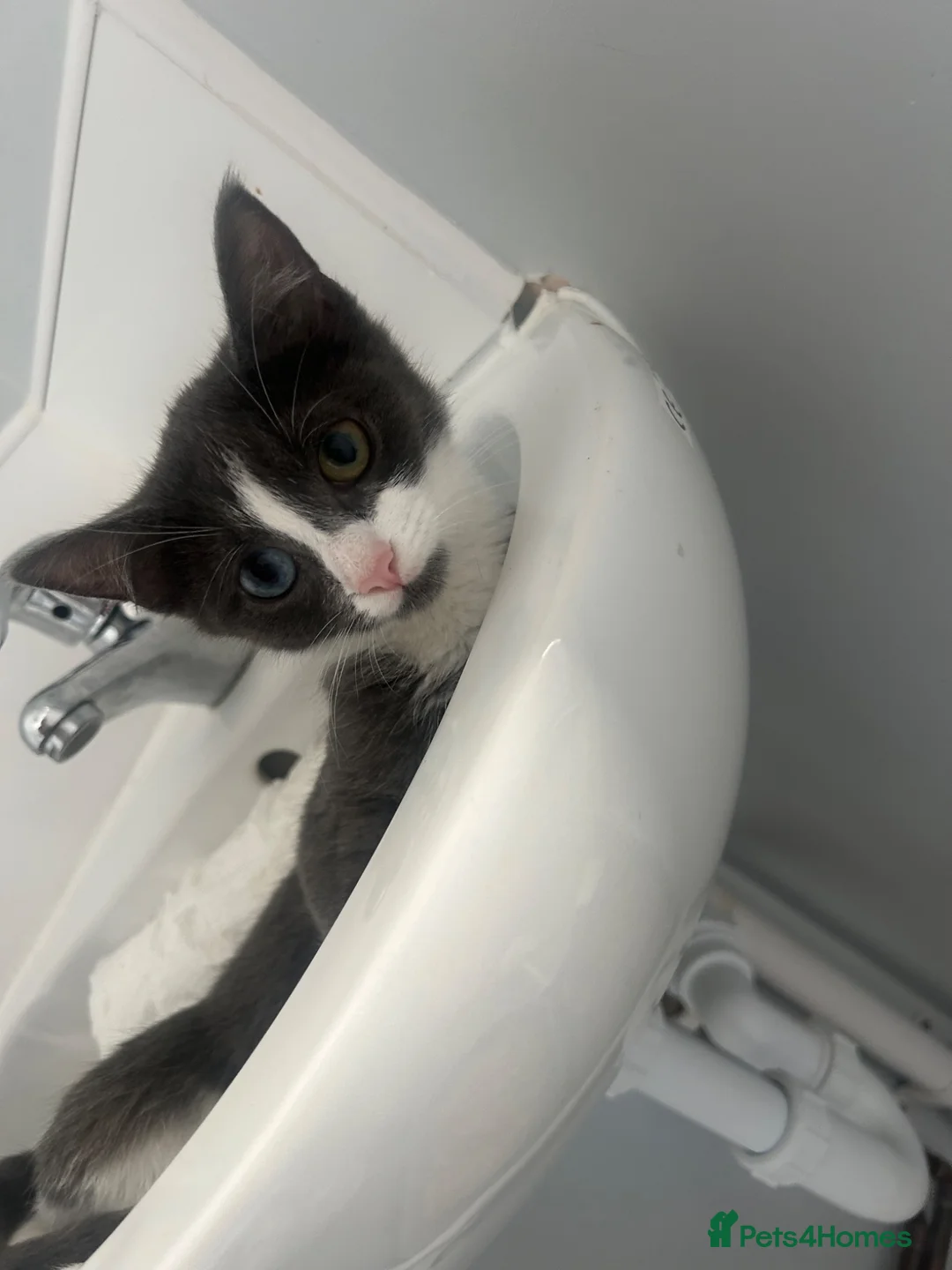 Mixed Breed cats for sale: 2 kittens for sale - Advert 2