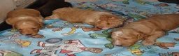 Sproodle dogs for sale: Beautiful F1B Sproodles!  in Doncaster - Advert 11