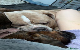 Mixed Breed dogs for sale: Koda for rehome  - Advert 3