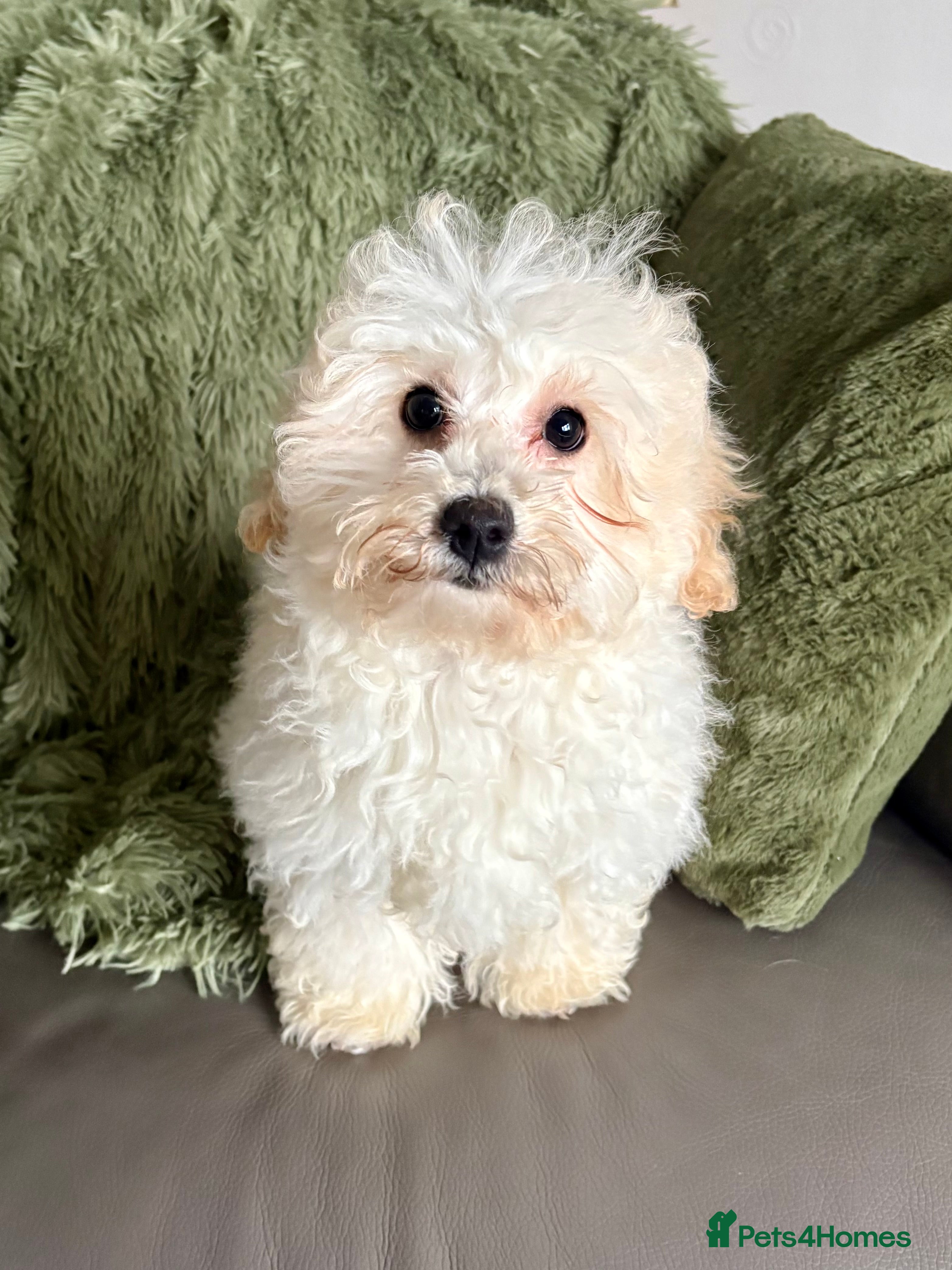 Cavapoochon dogs Cavapoochon puppies  - Advert 1