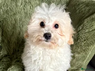 Cavapoochon dogs Cavapoochon puppies - Advert 9