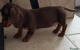 Miniature Dachshund dogs for sale: Beautiful miniature dachshunds ready now 🩷 - Image 7