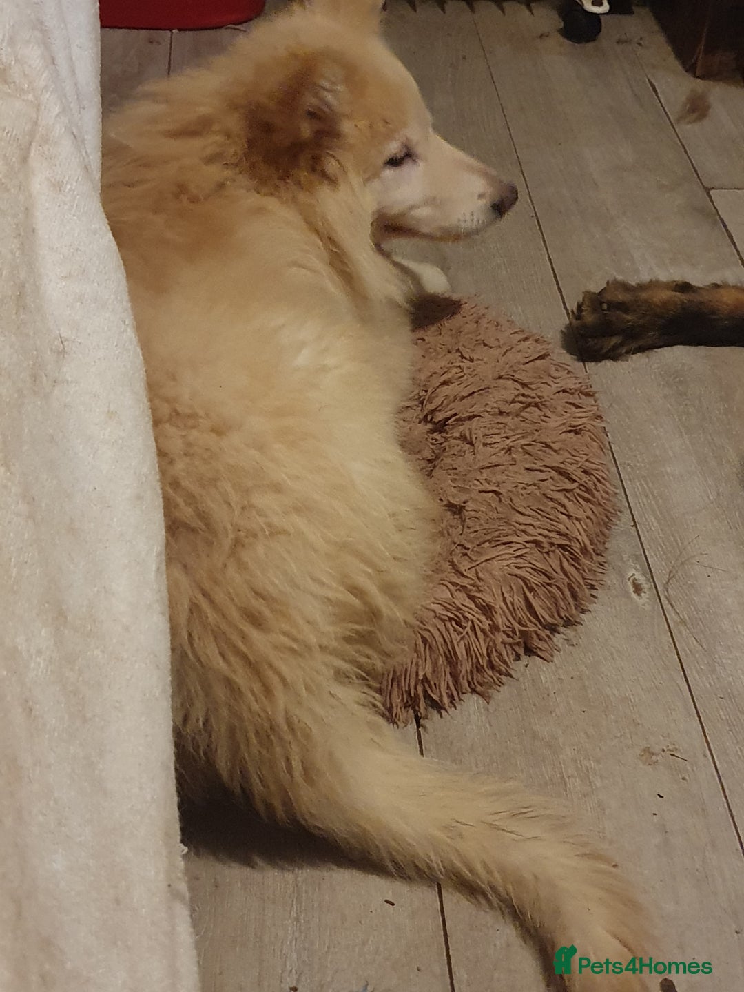 German Shepherd dogs for sale: Stunning white puppy 6 months old ready now in Horsham - Image 26