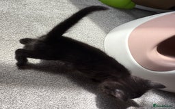 RagaMuffin cats for sale: Ragamuffin kittens  - Image 31