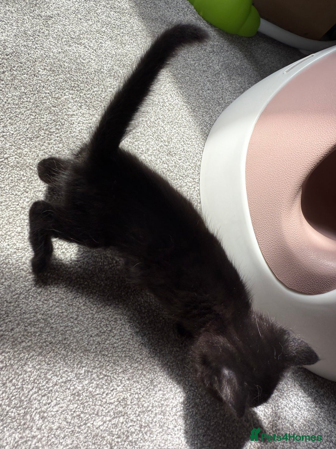 RagaMuffin cats for sale: Ragamuffin kittens  - Image 31