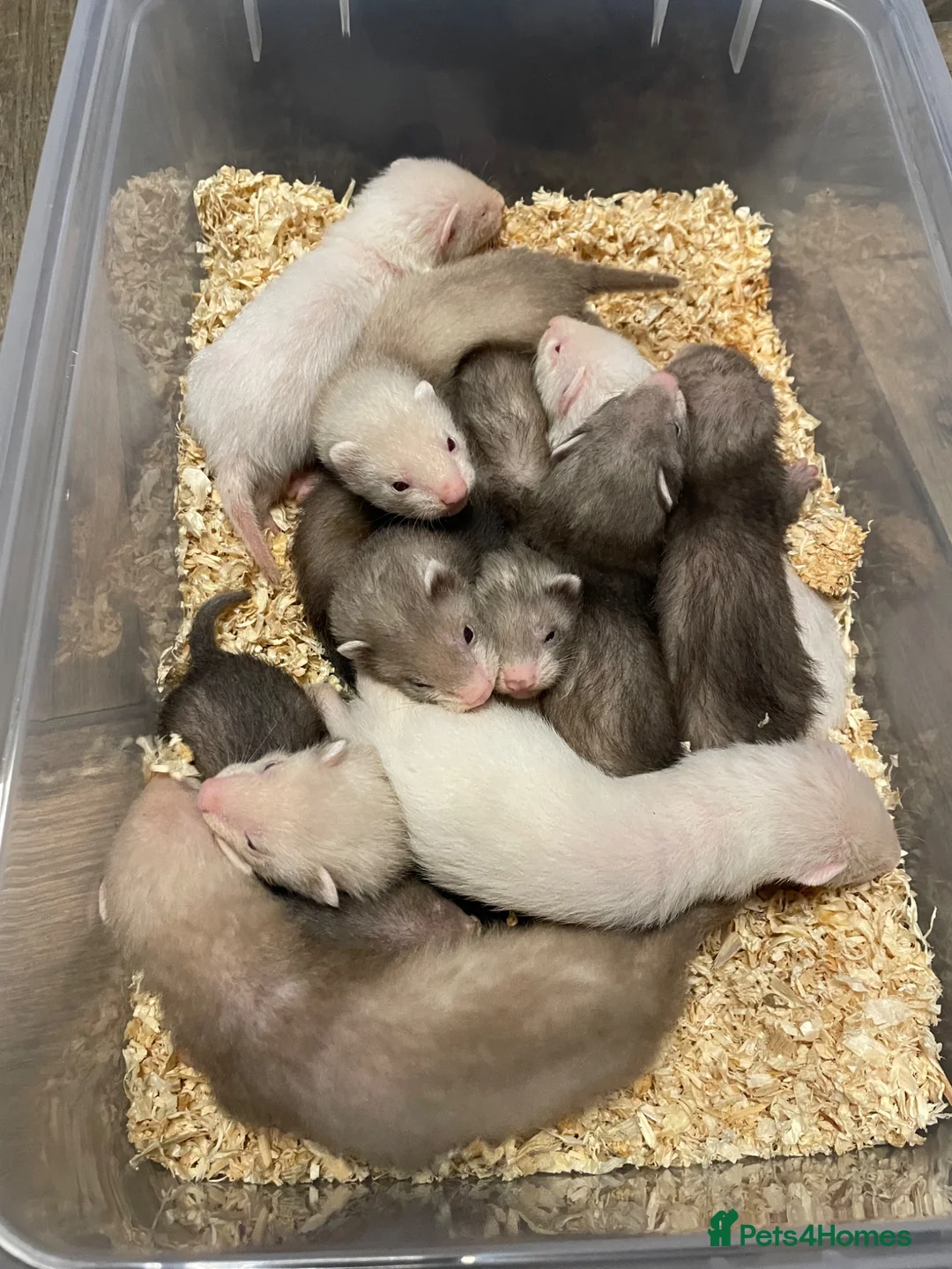 Ferret rodents for sale: Ferret kits for sale - Advert 2