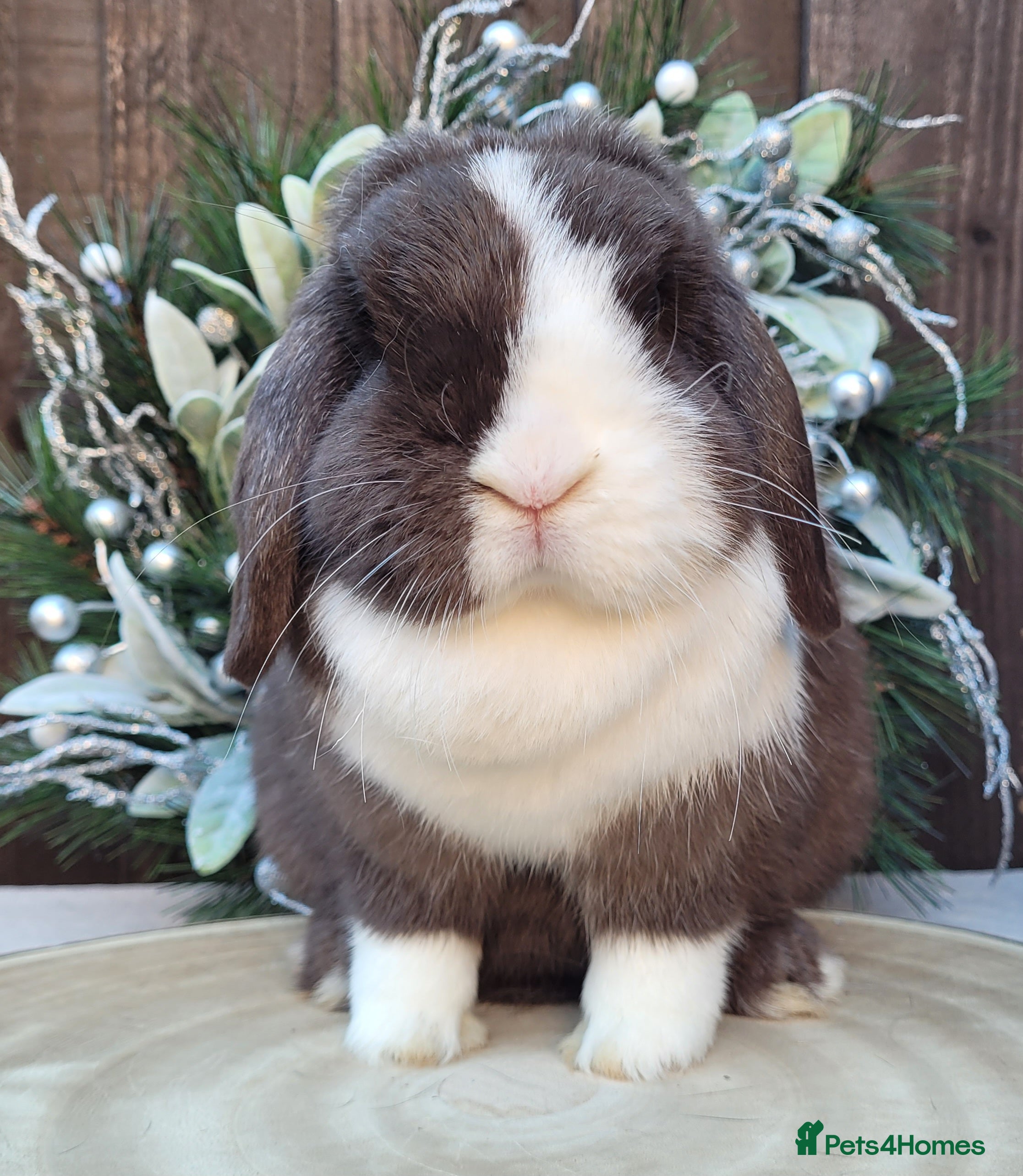 Mini Lop rabbits Beautiful Purebred Mini Lop Bunnies - Advert 11