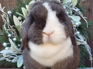 Mini Lop rabbits Beautiful Purebred Mini Lop Bunnies - Advert 11