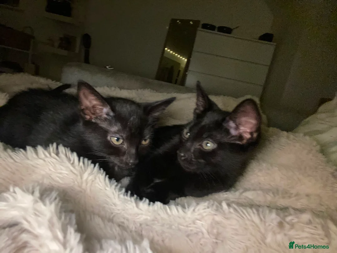 Mixed Breed cats for sale: 2 beautifull half russian blue kittens for sale. - Advert 6